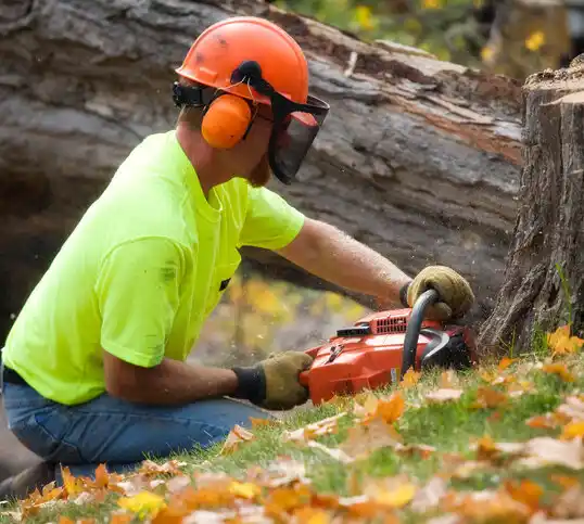 tree services Mamers